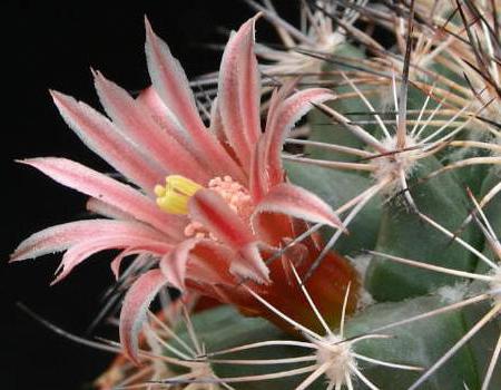 vrste i nazivi kaktusa