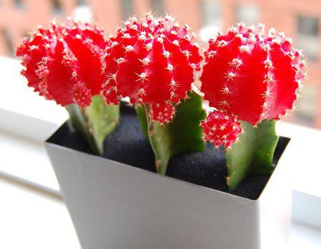 crveni kaktusi
