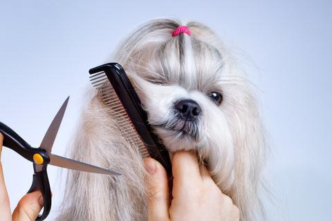pettine per cani con i capelli lunghi