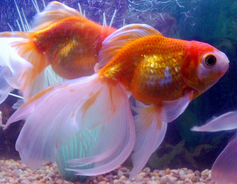 Златната рибка veiltail