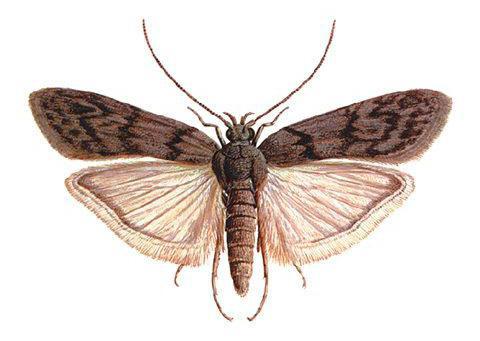 zdjęcie gatunku moth