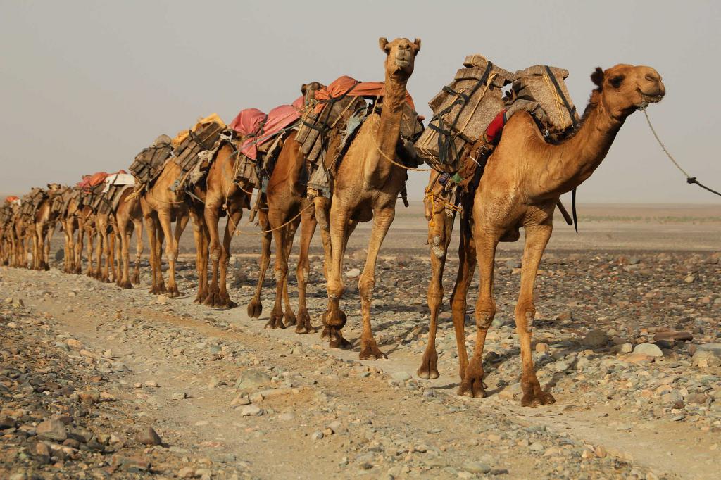 камила за животни
