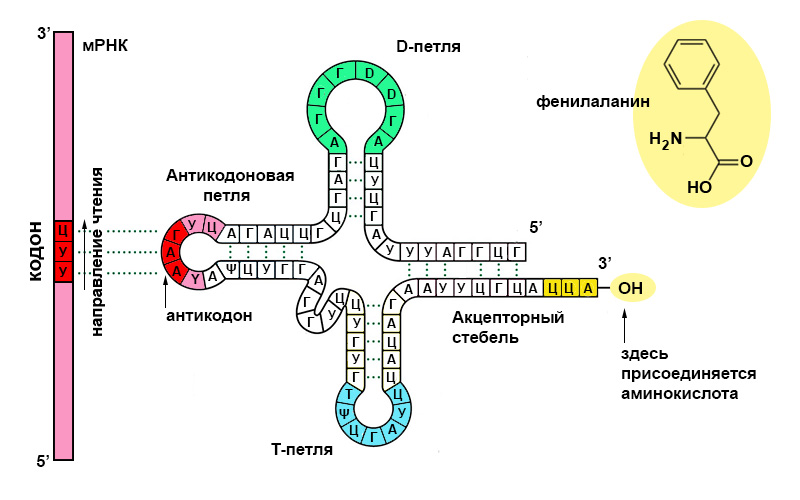 Структура и функция на tRNA