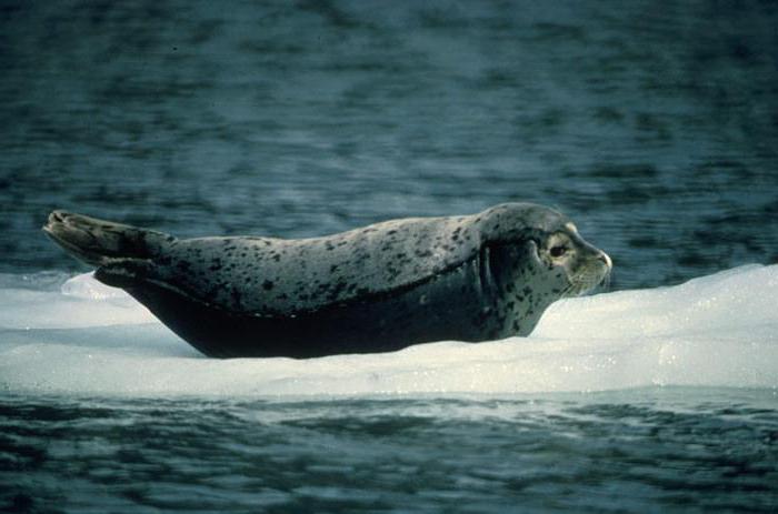 sladkovodne vrste tjulnjev