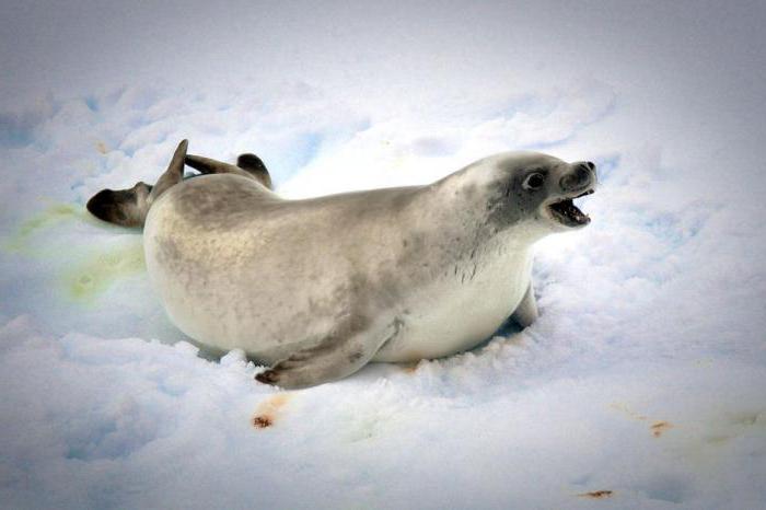 chráněné druhy tuleňů
