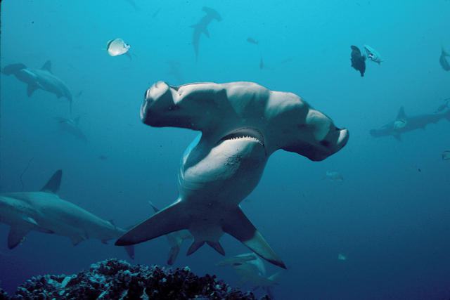 fotografije velikih morskih pasa