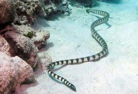 druhy hadů a jejich jména s fotografiemi