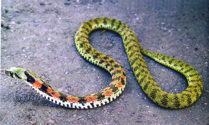 врсте змија и њихова имена