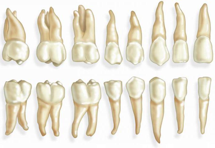 typy protetických zubů