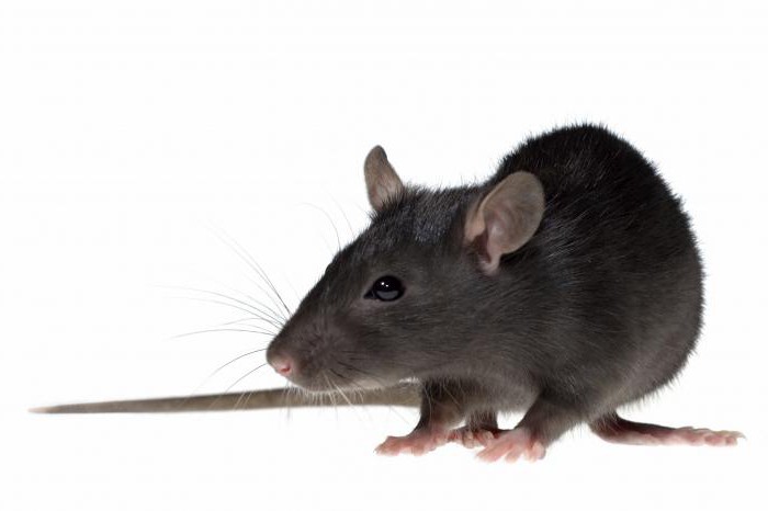ultrazvukové recenzování myší a potkanů