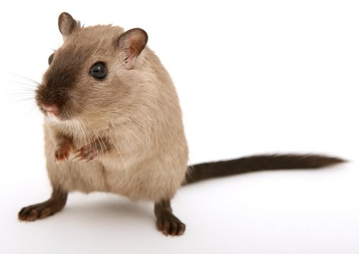 ultrazvočni odganjalci glodalcev pregledujejo miši in podgane
