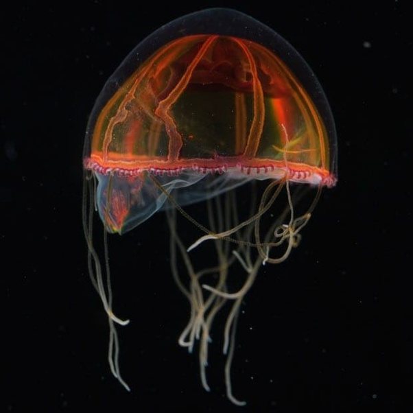 krvni sustav meduza