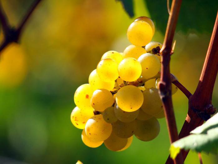 sorte grozdja za moskovsko regijo