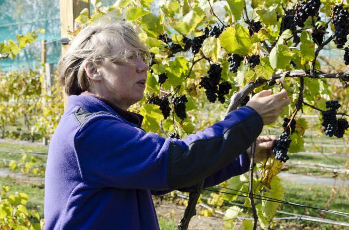 grozdje za sorte Moskve, ki so bile odkrite