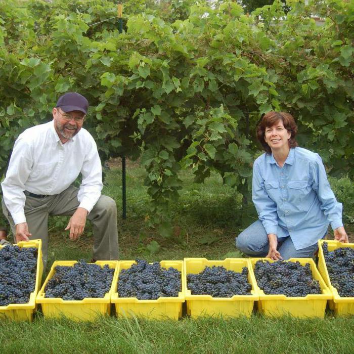 scoperte le uve invernali resistenti per i sobborghi