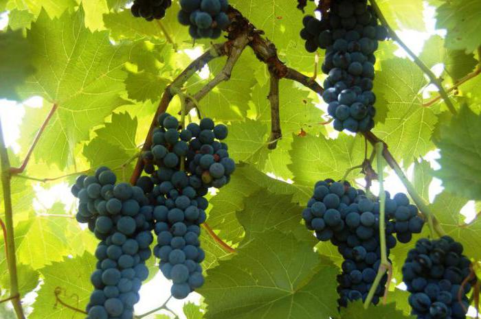 Nieosłonięte winogrona dla regionu moskiewskiego