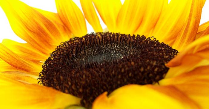 slunečnicový olej na prázdný žaludek prospěch a poškození