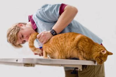 Zdravljenje urolitiaze pri mačkah