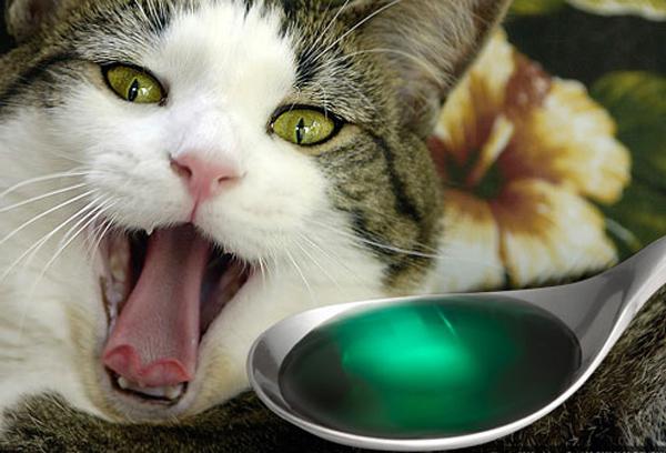 Urolitiáza u koček léčených lidovými léky