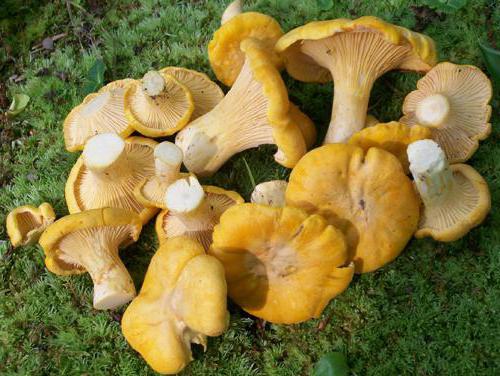 lišty houby léčebné vlastnosti tinktury recenze
