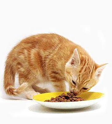 преглед на суха храна за котки