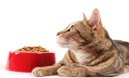 nejlepší krmivo pro suché kočky