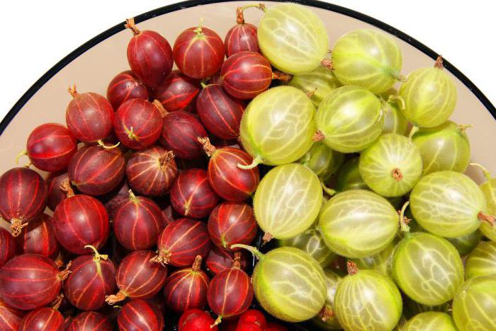 proprietà utili di bacche di uva spina