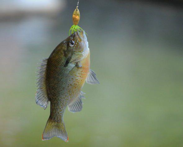 Активаторски загриз за зимски риболов за деверика