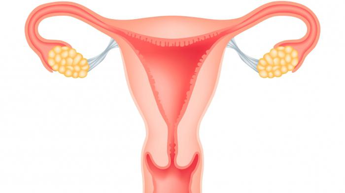 pregled histeroskopije uterusa