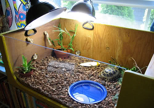 akwarium z żółwiami