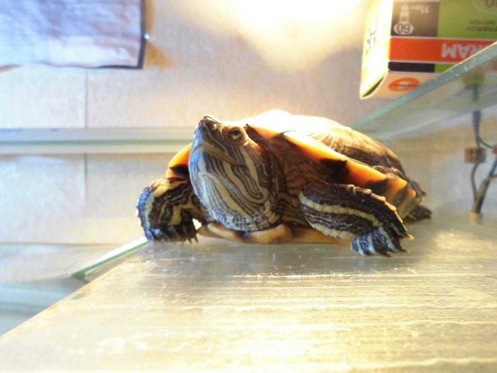 Какъв вид UV лампа е необходима за костенурка?