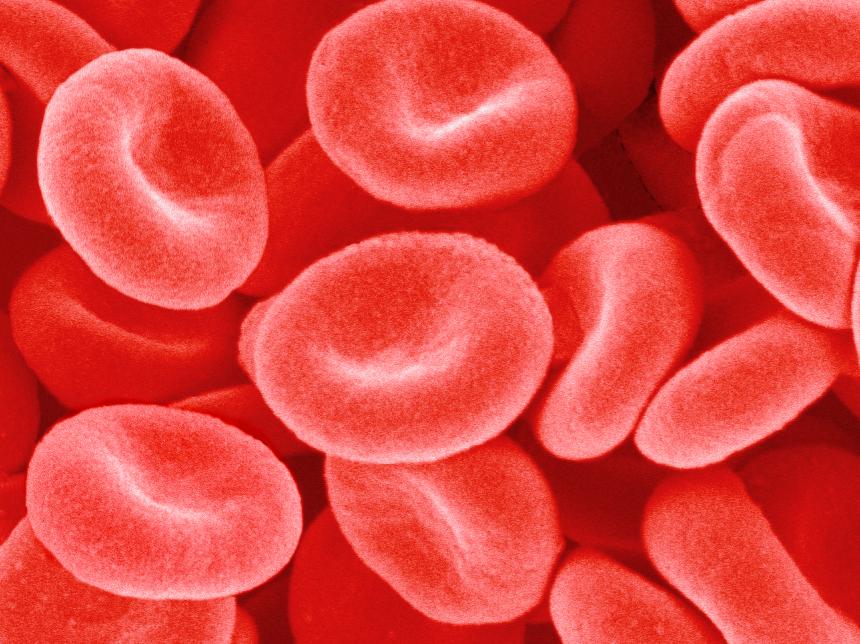 Krevní buňky