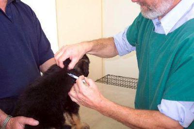 quando vaccinare i cuccioli