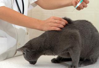 vaccinazioni per gatti
