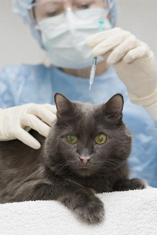 szczepienie przeciwko wściekliźnie cat