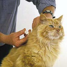 mačke potrebujejo cepljenja