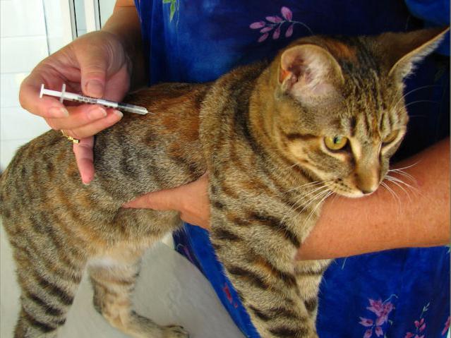 kakšna cepljenja potrebujejo mačke?
