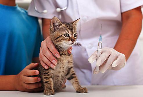 cepljenja za domače mačke