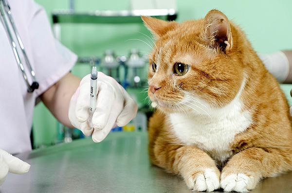 ваксина срещу котката на котката