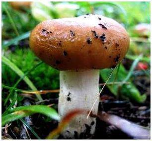 ljuljačka gljiva