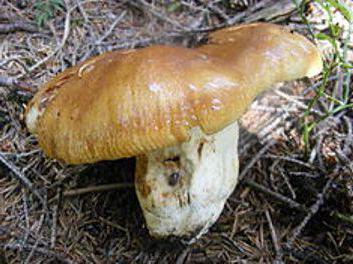 печурке валуи како кувати