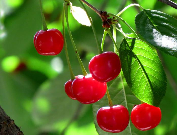 cherry odrůdy