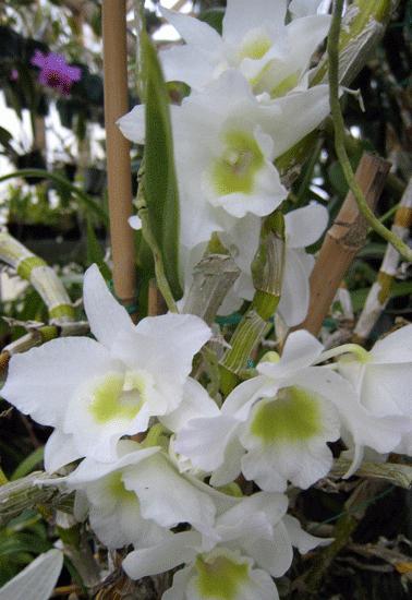 varietà di orchidee