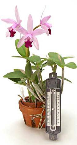 vrste domaćih orhideja