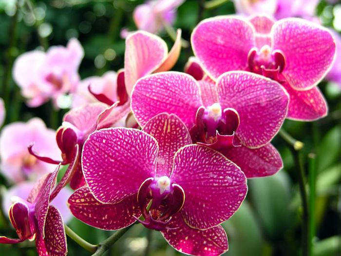orhideja, sorta, ime