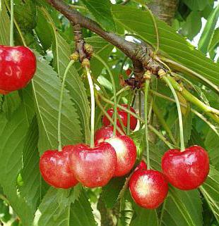 opis odmian słodkich wiśni