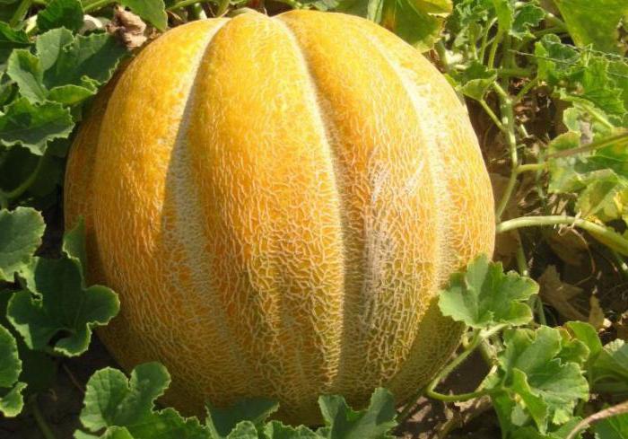 Melon etiopska uprawa