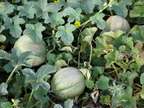 Melone Ethiopka come scegliere