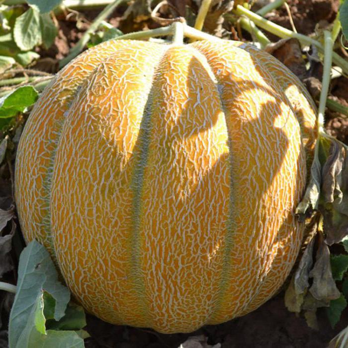 Melone varietà ethiopka recensioni