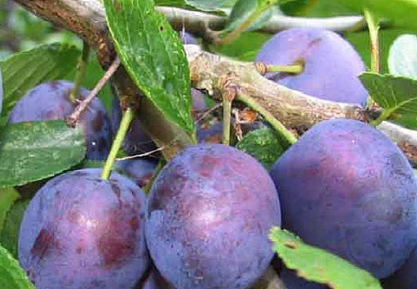 Odrůda plum Eurasia